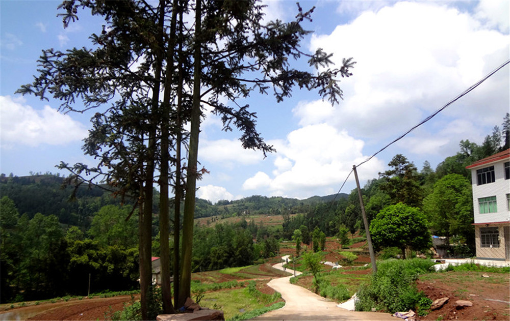 阳坪村(图3)