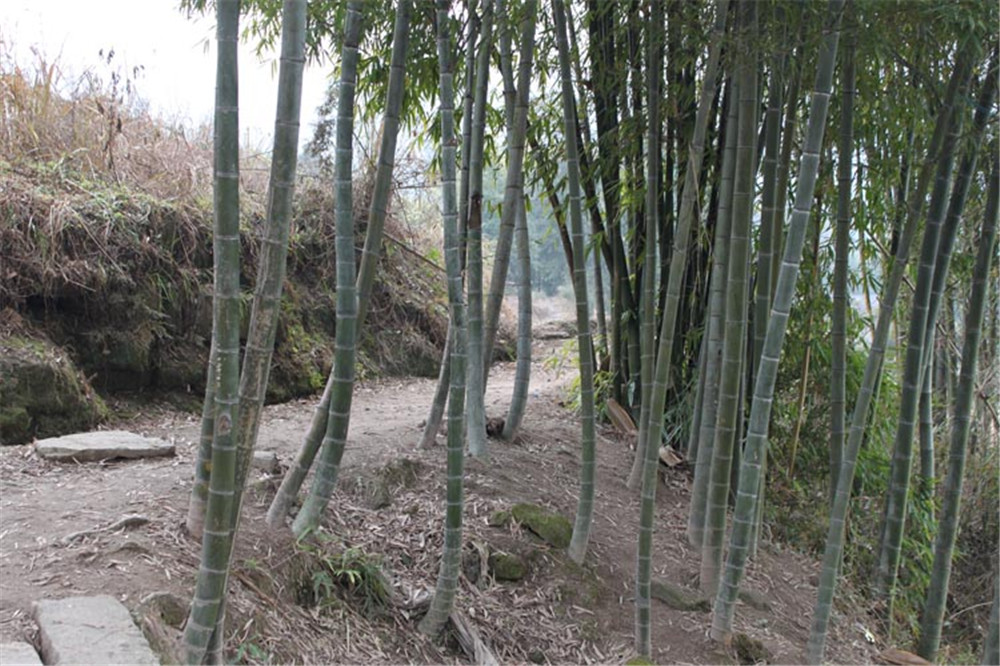 2011年阳河6队