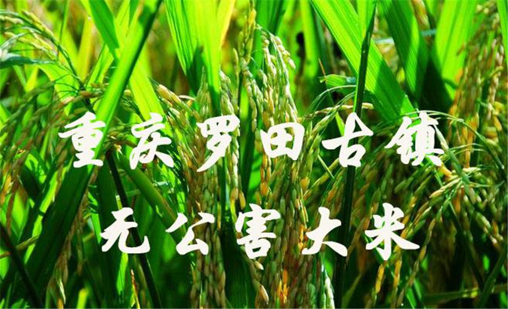 罗田大米